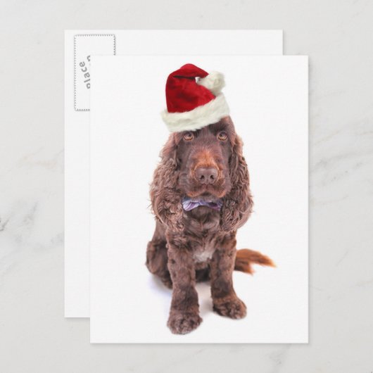 Een chocolade-Engelse cocker spaniel Briefkaart (Voorkant / Achterkant)