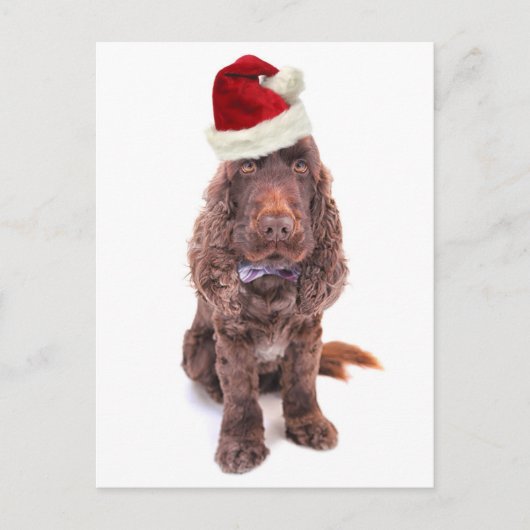 Een chocolade-Engelse cocker spaniel Briefkaart (Voorkant)