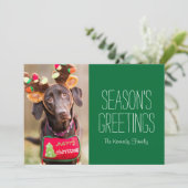 Een Chocolate Labrador Retriever hond (Staand voorkant)