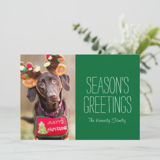 Een Chocolate Labrador Retriever hond (Staand voorkant)