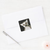 Een citroen. vierkante sticker (Envelop)