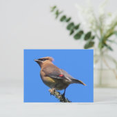 Een Classic Cedar Waxwing Briefkaart! Briefkaart (Staand voorkant)