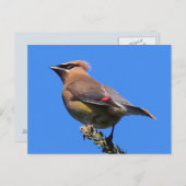 Een Classic Cedar Waxwing Briefkaart! Briefkaart (Voorkant / Achterkant)