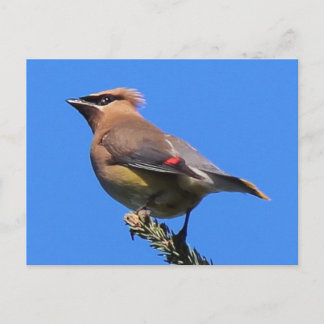Een Classic Cedar Waxwing Briefkaart! Briefkaart
