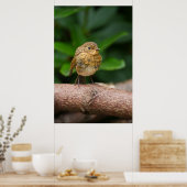 Een close-up van een charmante Baby Robin Poster (Keuken)