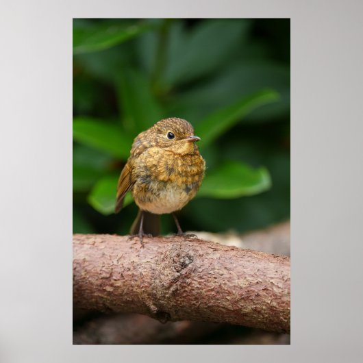 Een close-up van een charmante Baby Robin Poster (Voorkant)
