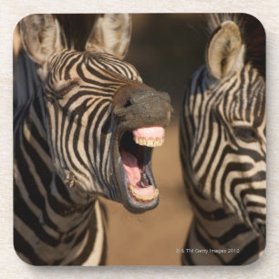 een close-up van een Zebra met haar tanden, Bier Onderzetter