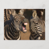 een close-up van een Zebra met haar tanden, Briefkaart (Voorkant)
