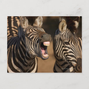 een close-up van een Zebra met haar tanden, Briefkaart