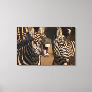 een close-up van een Zebra met haar tanden, Canvas Afdruk