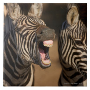 een close-up van een Zebra met haar tanden, Tegeltje