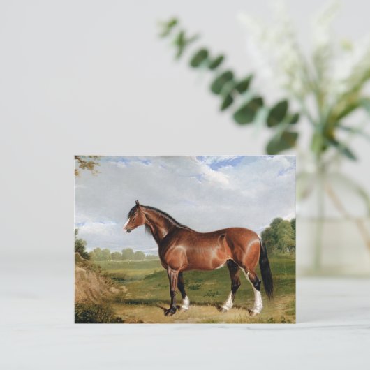 Een Clydesdale-hengst Briefkaart (Staand voorkant)