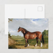 Een Clydesdale-hengst Briefkaart (Voorkant / Achterkant)
