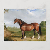 Een Clydesdale-hengst Briefkaart (Voorkant)