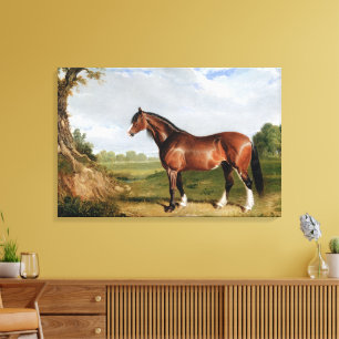 Een Clydesdale-hengst Canvas Afdruk