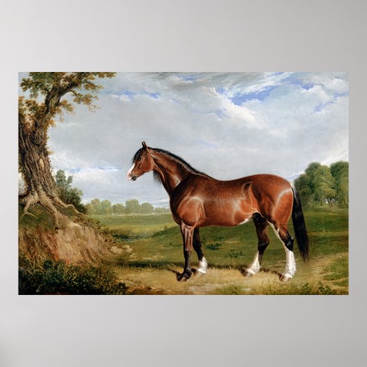 Een Clydesdale-hengst Poster (Voorkant)