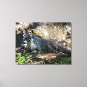 Een Coati met Witte Neus in het Costa Ricaanse Reg Canvas Afdruk