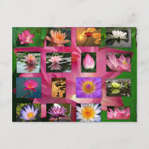 Een collage van prachtige water Lily- en Lotus-Afb Briefkaart