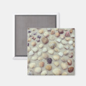 een Collectie zeeschelpen Magneet (Voorkant / Achterkant)