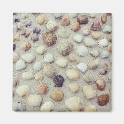 een Collectie zeeschelpen Magneet (Voorkant)