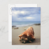 Een container Shell op de beach | St. Croix, Usvi Briefkaart (Voorkant / Achterkant)