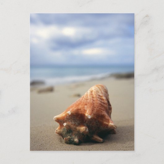 Een container Shell op de beach | St. Croix, Usvi Briefkaart (Voorkant)