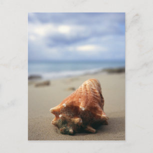 Een container Shell op de beach   St. Croix, Usvi Briefkaart