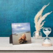 Een container Shell op de beach | St. Croix, Usvi Fotoplaat (Insitu)