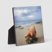 Een container Shell op de beach | St. Croix, Usvi Fotoplaat (Voorkant)