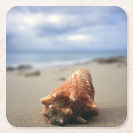 Een container Shell op de beach | St. Croix, Usvi Kartonnen Onderzetters (Voorkant)