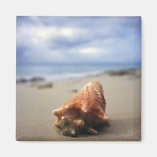 Een container Shell op de beach | St. Croix, Usvi Magneet (Voorkant)