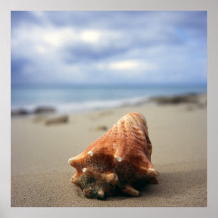 Een container Shell op de beach   St. Croix, Usvi Poster
