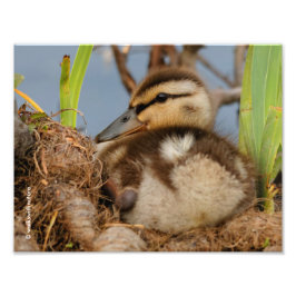 Een Cute and Precocide Mallard Ducking Foto Afdruk
