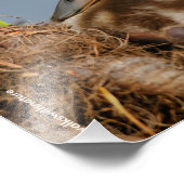 Een Cute and Precocide Mallard Ducking Foto Afdruk (Hoek)