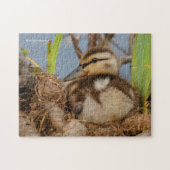 Een Cute and Precocide Mallard Ducking Legpuzzel (Horizontaal)