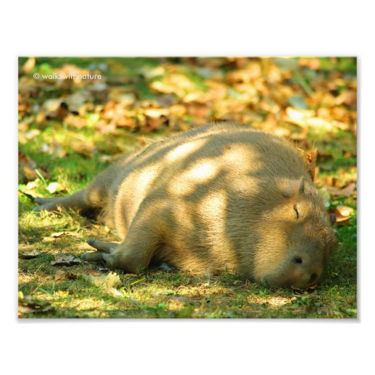 Een Cute Capybara Dreams in de zomer van de zon Foto Afdruk (Voorkant)