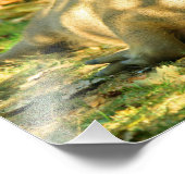 Een Cute Capybara Dreams in de zomer van de zon Foto Afdruk (Hoek)