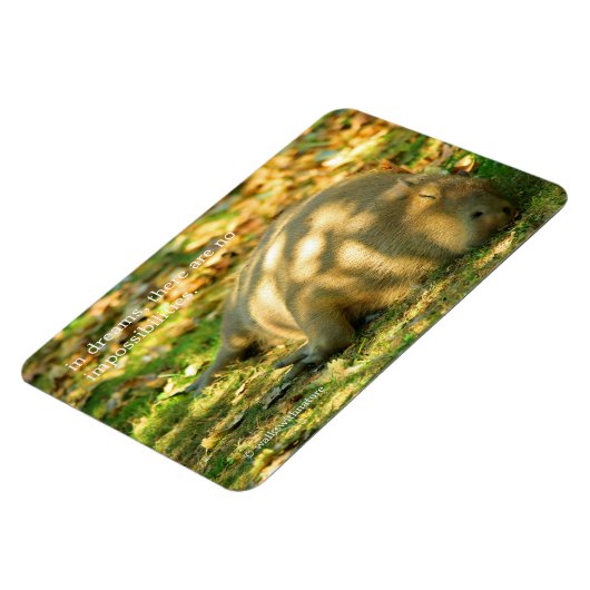 Een Cute Capybara Dreams in de zomer van de zon Magneet (Linkerzijde)