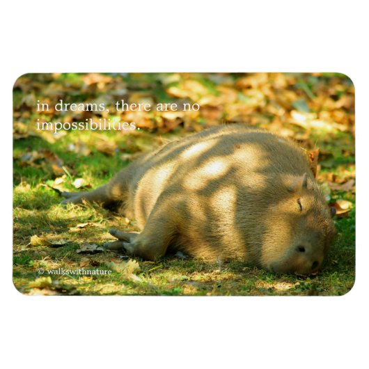 Een Cute Capybara Dreams in de zomer van de zon Magneet (Horizontaal)
