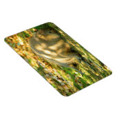 Een Cute Capybara Dreams in de zomer van de zon Magneet (Rechterzijde)