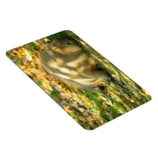 Een Cute Capybara Dreams in de zomer van de zon Magneet (Rechterzijde)