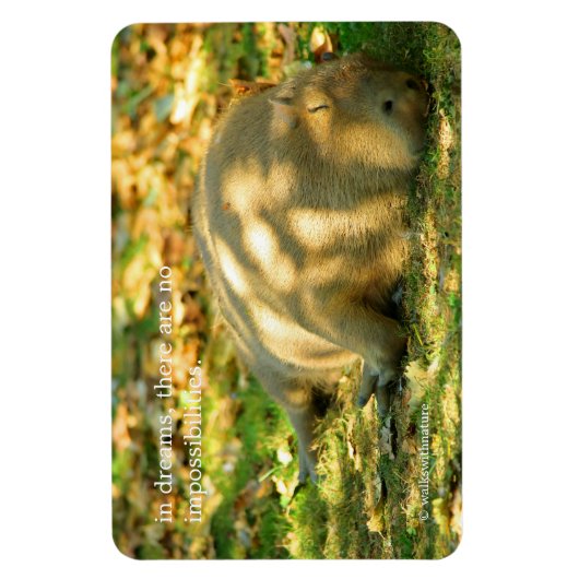 Een Cute Capybara Dreams in de zomer van de zon Magneet (Verticaal)