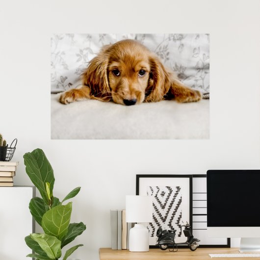 Een Cute Cocker Spaniel Poster (Thuiskantoor)