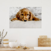 Een Cute Cocker Spaniel Poster (Keuken)