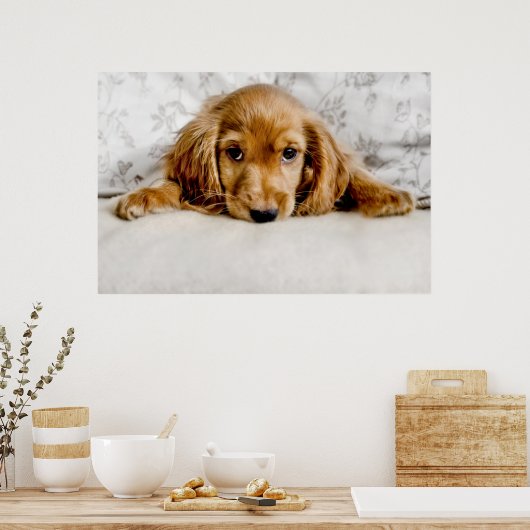 Een Cute Cocker Spaniel Poster (Keuken)