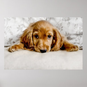 Een Cute Cocker Spaniel Poster