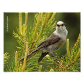 Een Cute en Curious Grey Jay/Whiskeyjack Foto Afdruk (Voorkant)