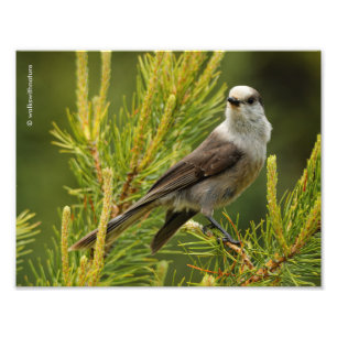 Een Cute en Curious Grey Jay/Whiskeyjack Foto Afdruk