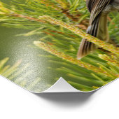 Een Cute en Curious Grey Jay/Whiskeyjack Foto Afdruk (Hoek)