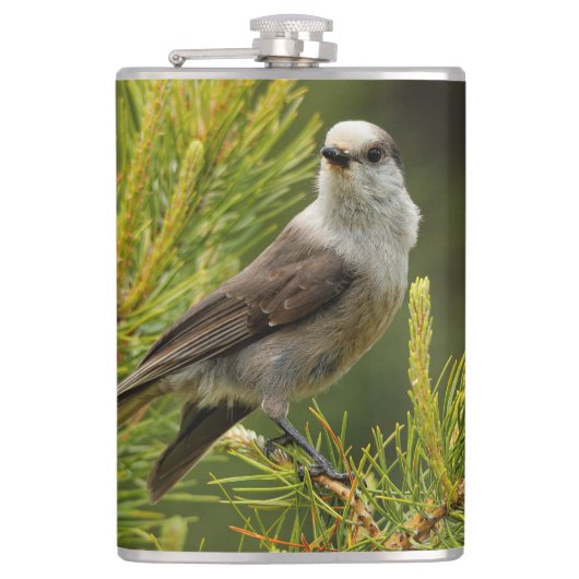 Een Cute en Curious Grey Jay/Whiskeyjack Heupfles (Voorkant)